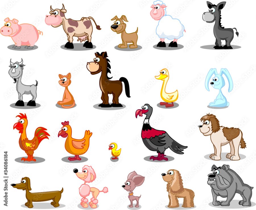 В гости к животным